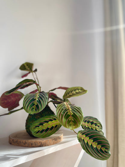 Kokedama Maranta "La oradora"