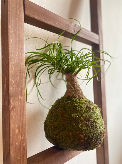 Kokedama Baucarnea "Pata de elefante"