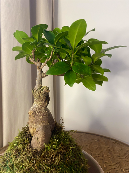 Kokedama Ginseng