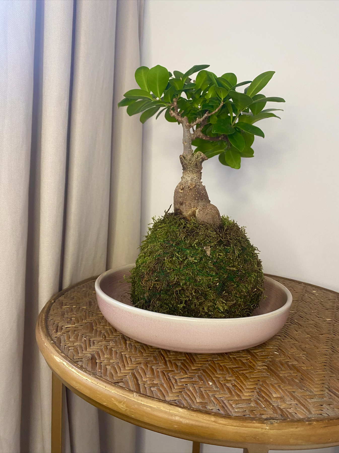 Kokedama Ginseng