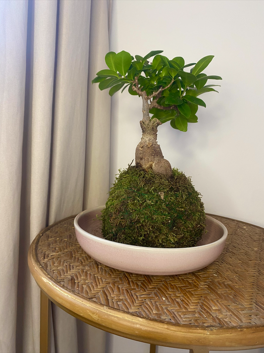 Kokedama Ginseng