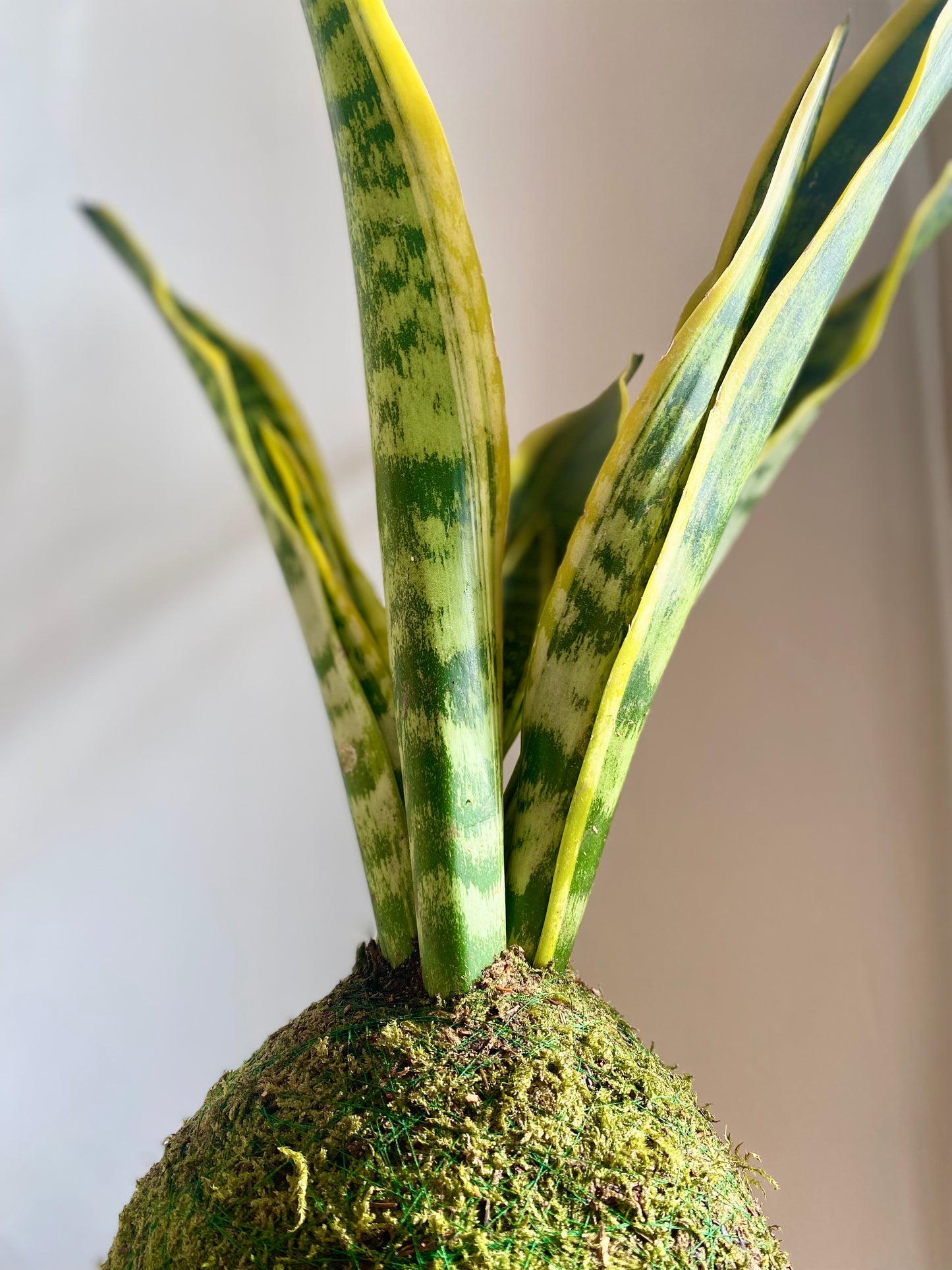 Kokedama Sansevieria "Lengua de suegra"