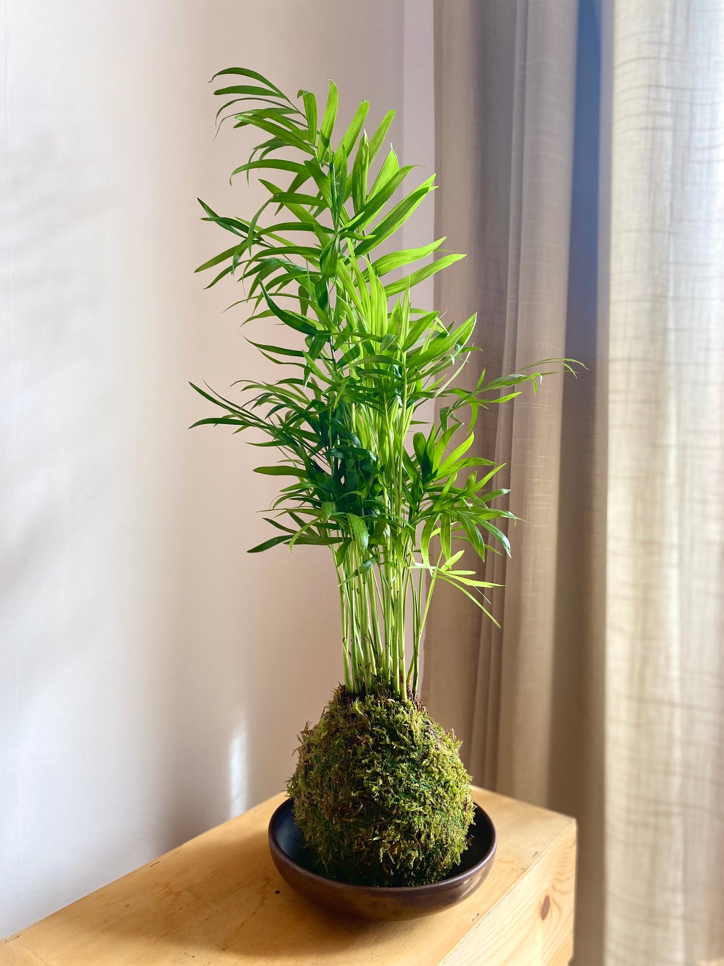 Kokedama Cham "La palmera"