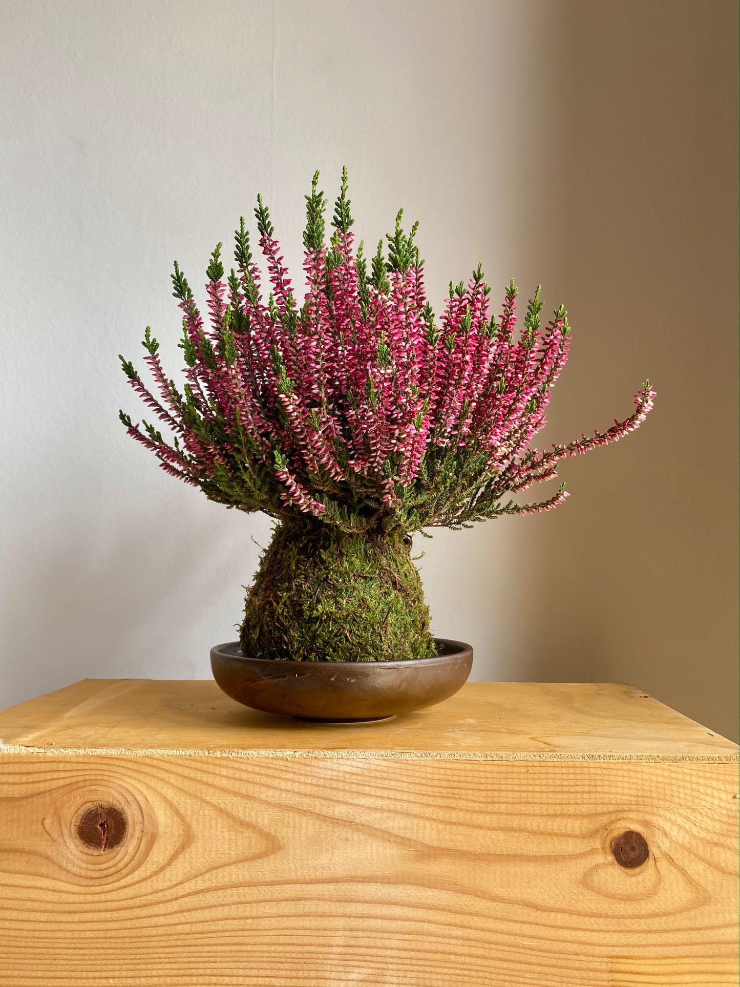 Calluna Rosa "Otoño rosado"